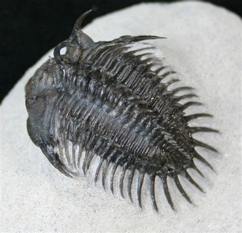 real trilobites for sale.